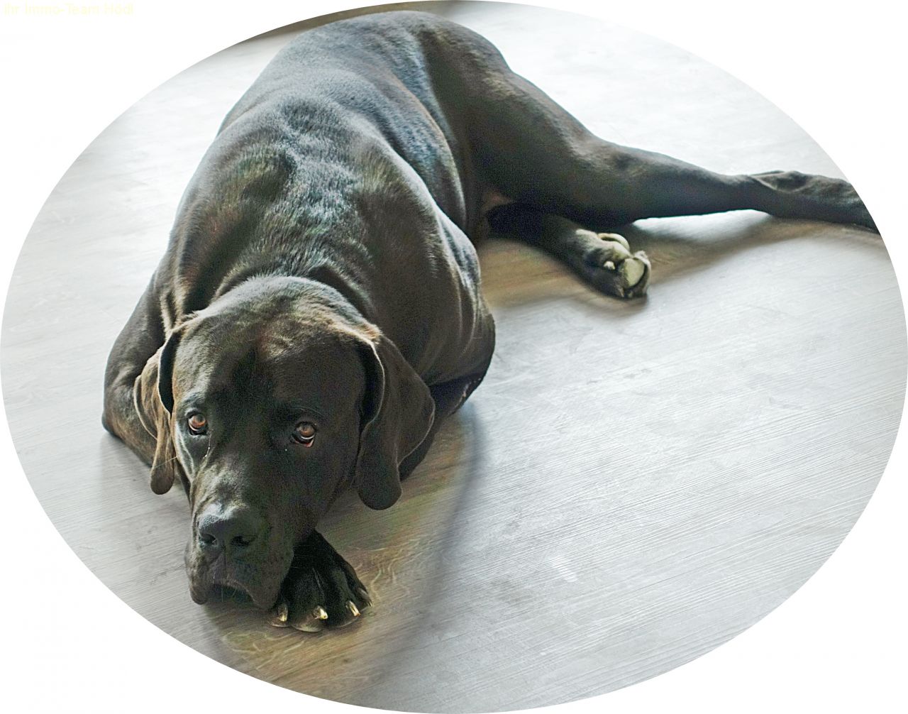 Albstadt: Wenn Sie keine Angst vor Hunden haben, sind Sie hier genau richtig !  Albstadt: Wenn Sie keine Angst vor Hunden haben, sind Sie hier genau richtig !
