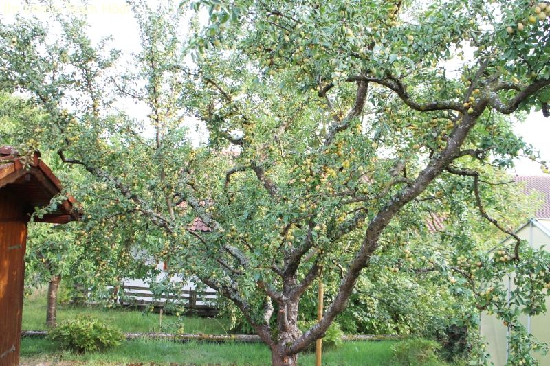 Rottenburg: Nicht alltägliches DHH mit Garten, Carport  Rottenburg: Nicht alltägliches DHH mit Garten, Carport